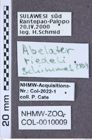 Etiketten zu Paracalais suboculatus (NHMW-ZOO-COL-0010009)